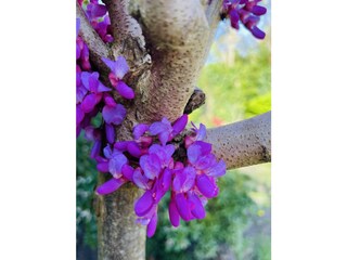Ferienhaus Sint Maartenszee Außenaufnahme 7