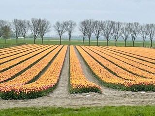 Tulpenfelder