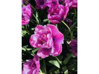 Ferienhaus Sint Maartenszee Umgebung 34