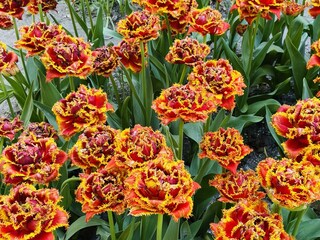Hollands Kron Tulpe