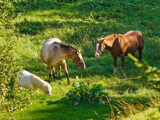 Ferienwohnung Transacqua Umgebung 28