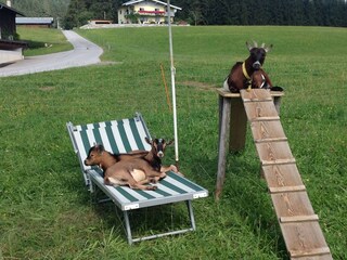 Apartment Hopfgarten im Brixental  31
