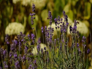 Ferienhaus Jalhay Umgebung 35