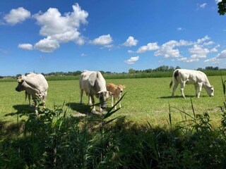 Chalet Menaldum Environnement 23