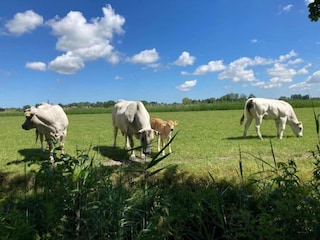 Chalet Menaldum Umgebung 38
