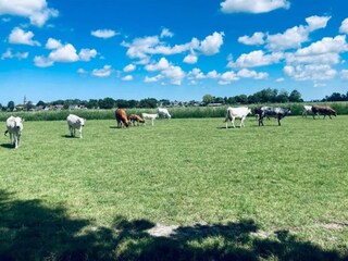 Chalet Menaldum Environnement 24