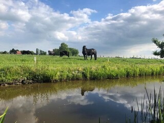 Chalet Menaldum Omgeving 33