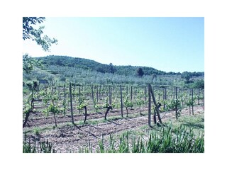 Casa per le vacanze Bucine Caratteristiche 26