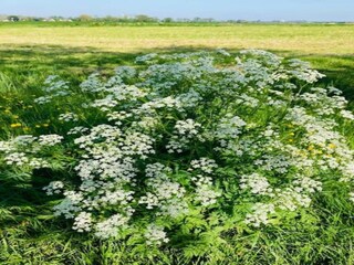 Casa per le vacanze Menaldum Ambiente 29