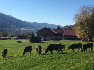 Vakantieappartement Balderschwang Omgeving 25