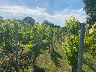 Parco vacanze Vijlen Ambiente 9