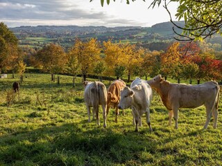 Ferienpark Vijlen Umgebung 7