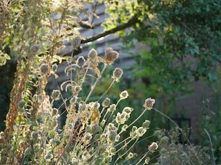 Pflanzen_komprimiert