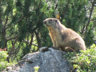 Im Land der Murmeltiere