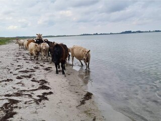 Casa per le vacanze Havnsø  4