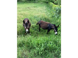 Type de propriété : Chalet Montieri Enregistrement extérieur 12