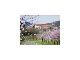 Mandelblüte