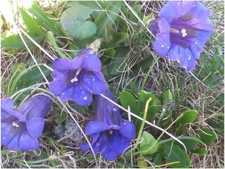 Vakantieappartement Ramsau im Zillertal Omgeving 32