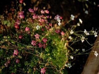 Casa per le vacanze Hellendoorn  32