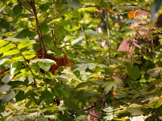 Parco vacanze Putten Ambiente 10