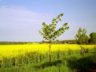 Rapsblüte in Sorgenlos