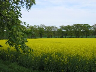 Rapsfeld in der Müritzregion