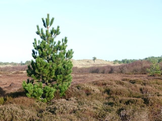 Holiday house De Cocksdorp Environment 22