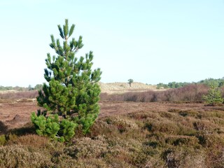 Vakantiehuis De Cocksdorp Omgeving 17