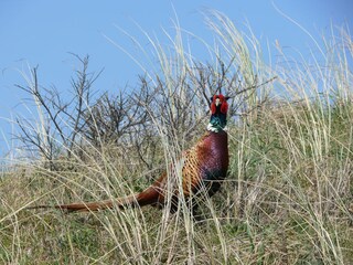 Casa per le vacanze De Cocksdorp Ambiente 28