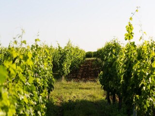 Vakantiehuis Blaignac Omgeving 35