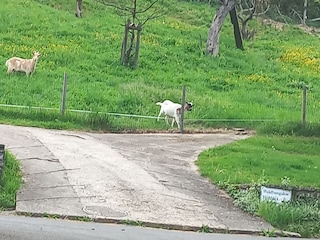 unsere Ziegen