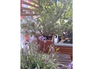 Lavender scent like in the South of France
