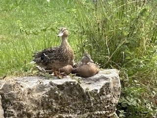 nebenan am Teich