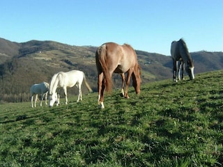 Holiday house Monte Santa Maria Tiberina Environment 18