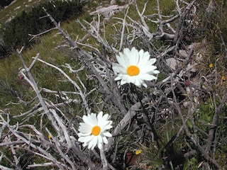 Margeriten im Ast