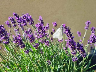Maison de vacances Aalbæk  50