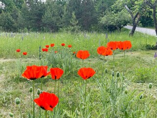 Vakantiehuis Trensum Buitenaudio-opname 6