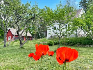 Ferienhaus Trensum Außenaufnahme 5
