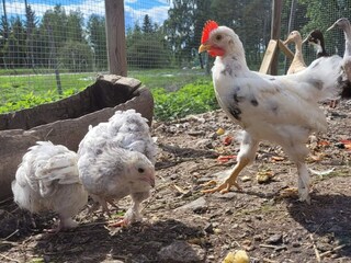 Ferienhaus Karlskrona Außenaufnahme 8