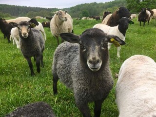 Ferienhaus Karlskrona Außenaufnahme 9