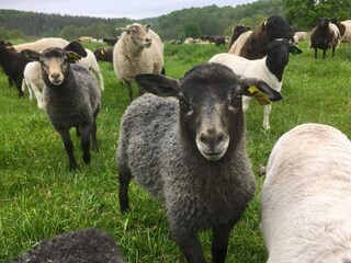 Ferienhaus Karlskrona Außenaufnahme 10
