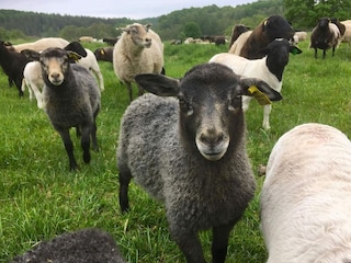 Ferienhaus Karlskrona Außenaufnahme 9