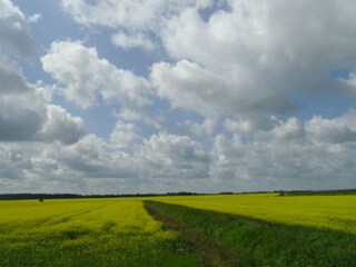 Marschlandschaft mit Noldehimmel westlicher Ortsrand