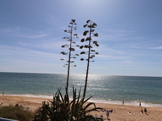 Casa per le vacanze Silves Ambiente 34