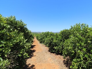 Vakantiehuis Silves Omgeving 36