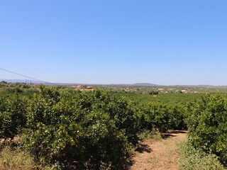 Casa per le vacanze Silves Ambiente 38