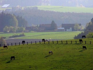 Ferienhaus Neunburg vorm Wald Umgebung 21