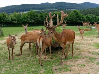 Casa per le vacanze Neunburg vorm Wald Ambiente 24
