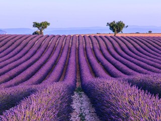 Die farbenprächtige Provence