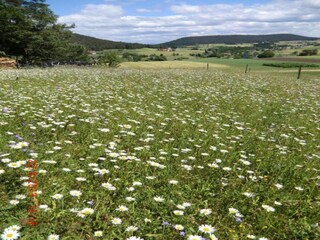 Appartement Ballenstedt Omgeving 34